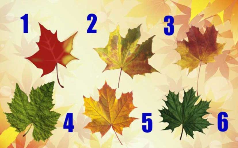 Изберете есенно листо