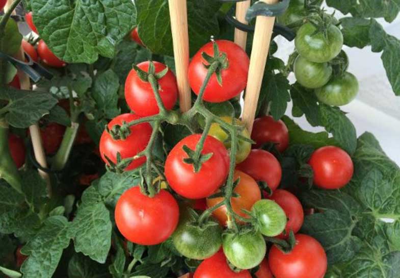 Трикове за засаждане на домати