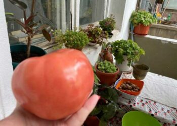 гигантски български домат