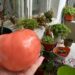 гигантски български домат