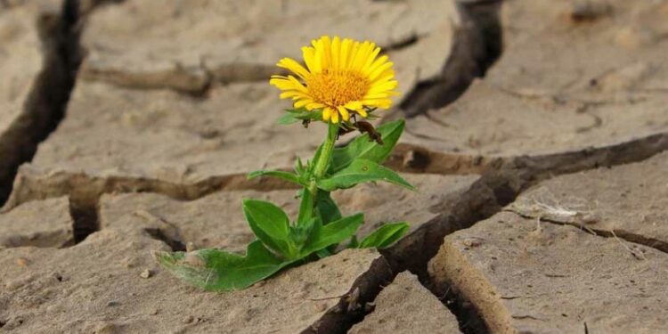 живот след смъртта