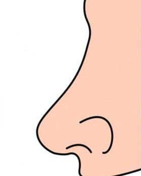 конвексен нос