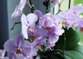 Орхидеята ни пази от опасности