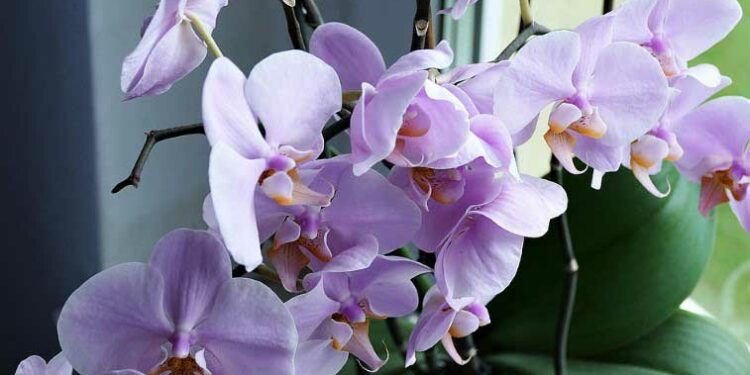 Орхидеята ни пази от опасности