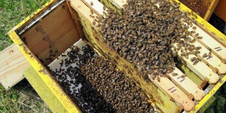 пчелите умират прогресивно