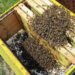 пчелите умират прогресивно