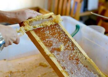 ползата от пчелен мед