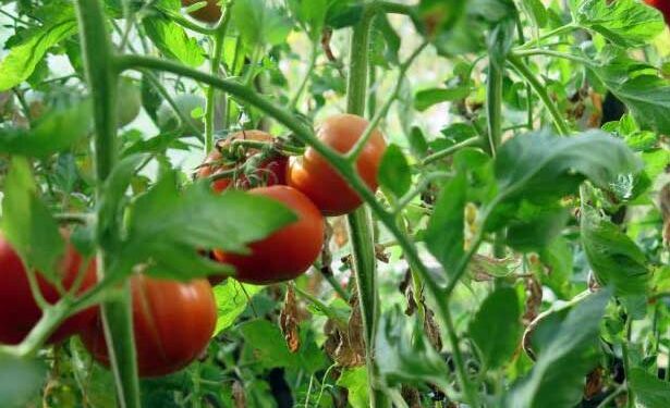 сол захар и чесън