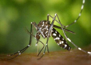 учените успяха ефективно да унищожат комарите