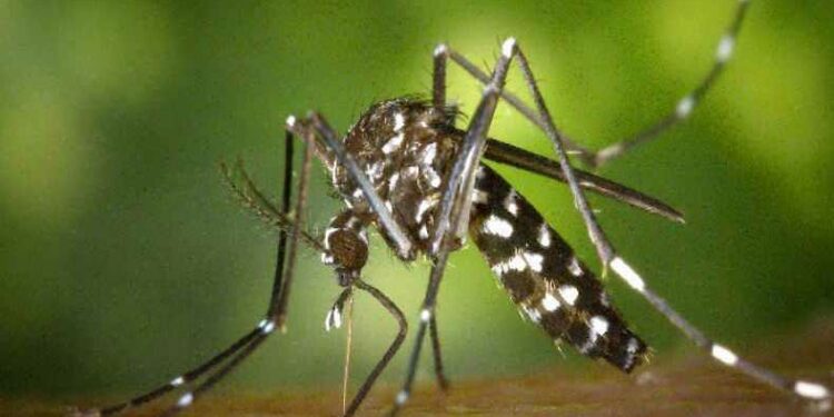 учените успяха ефективно да унищожат комарите