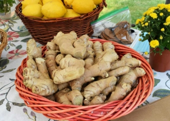 джинджифил