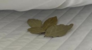 дафинов лист