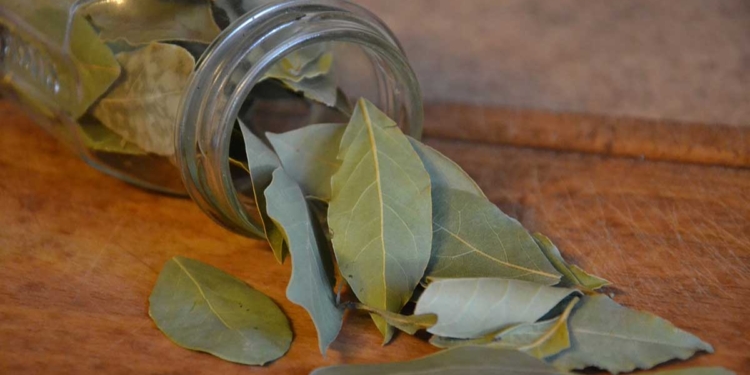 дафинов лист