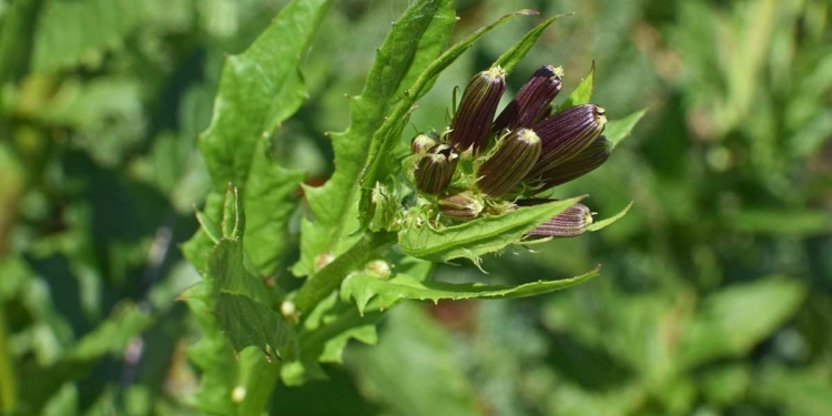 дива маруля