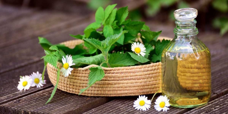 млада коприва