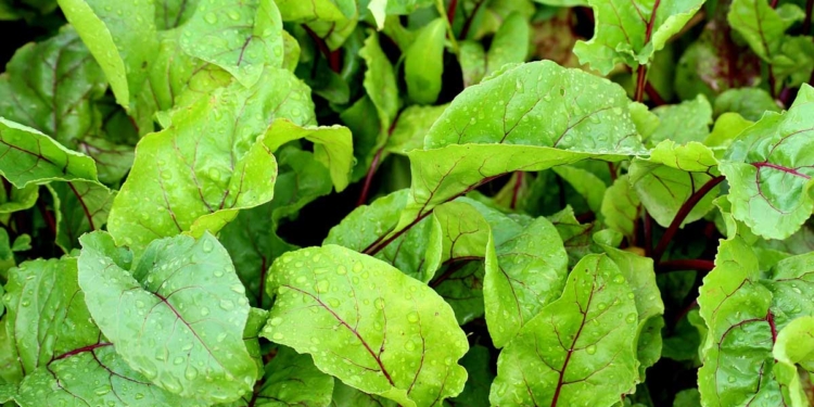 листа от цвекло