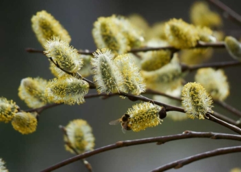 на великден