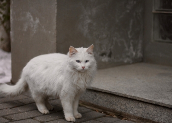 чужда котка