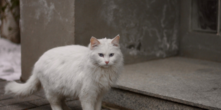 чужда котка