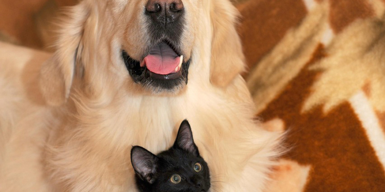 куче и котка